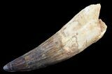 Real Spinosaurus Tooth - Composite #82978-1